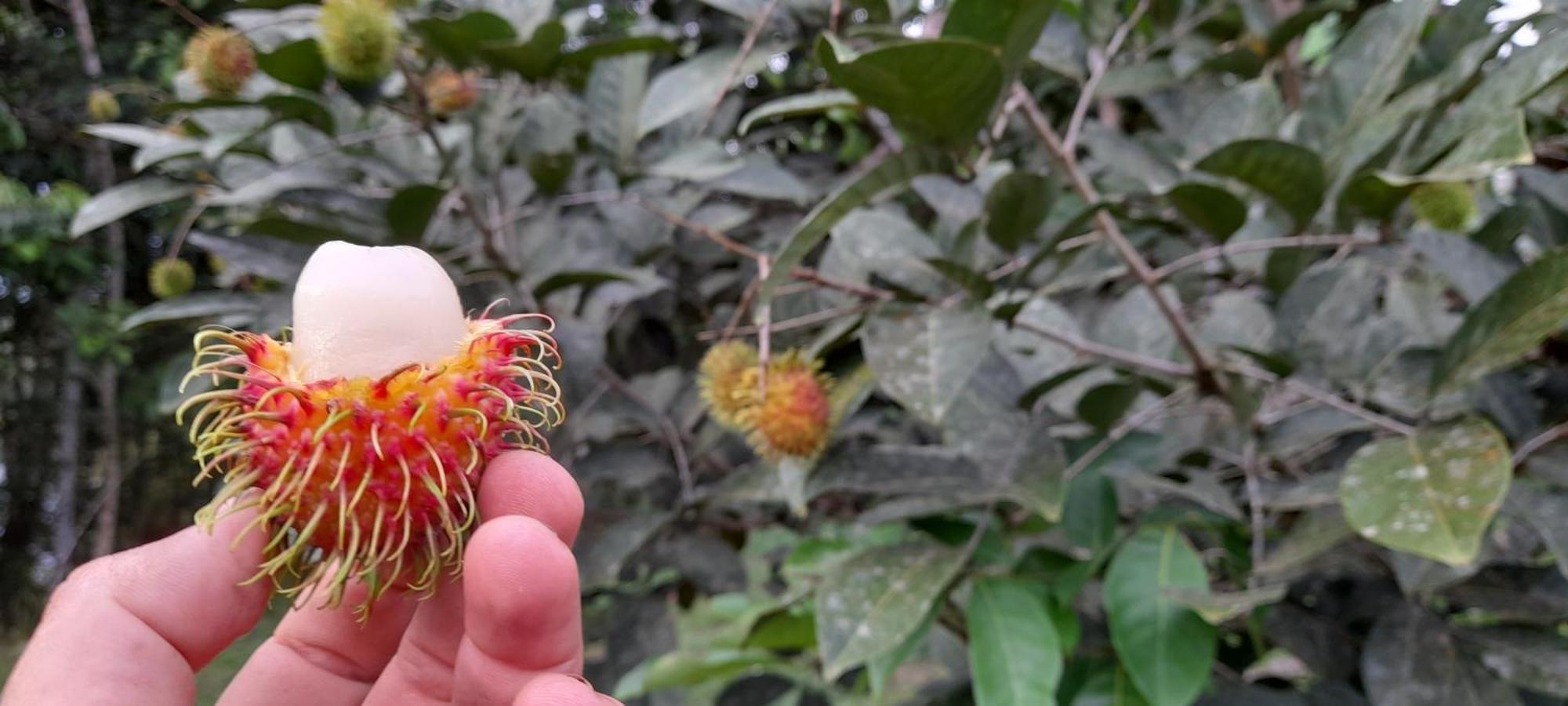 La Mariola - Finca Agroecologica El Castillo de La Concepcion Екстер'єр фото