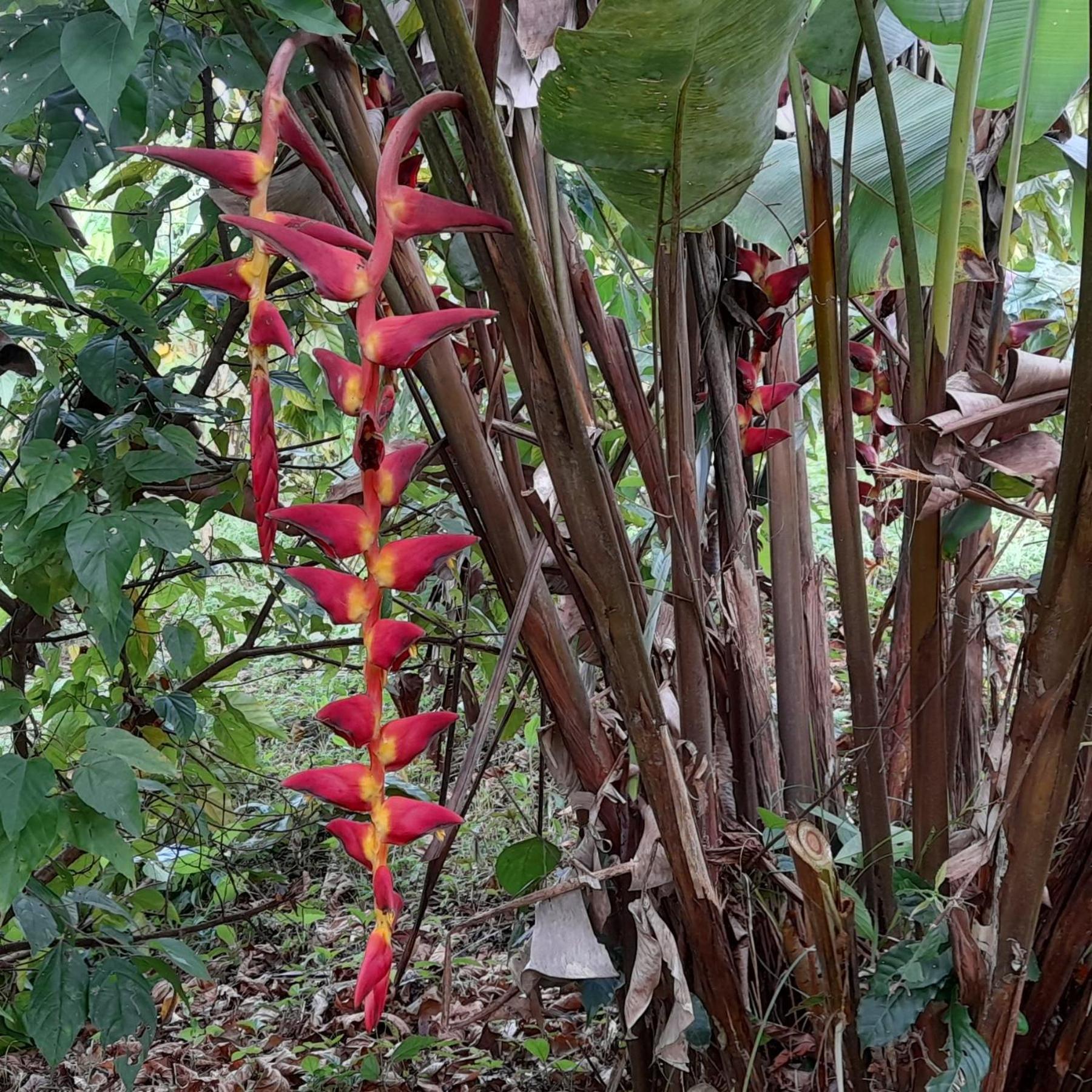 La Mariola - Finca Agroecologica El Castillo de La Concepcion Екстер'єр фото