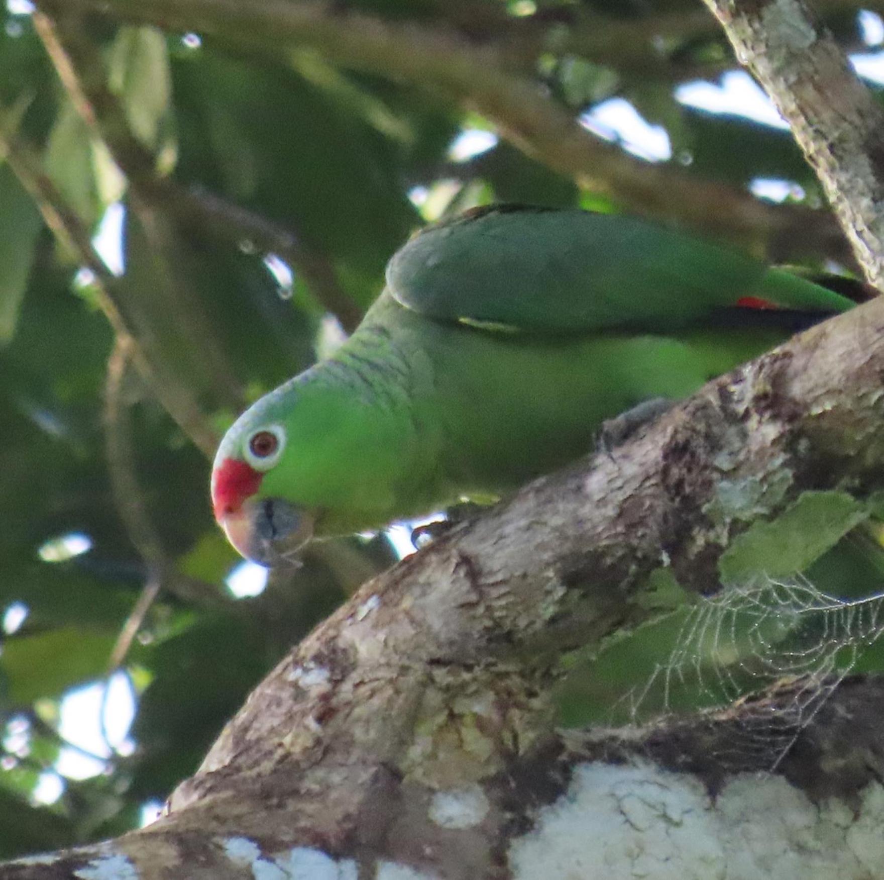 La Mariola - Finca Agroecologica El Castillo de La Concepcion Екстер'єр фото