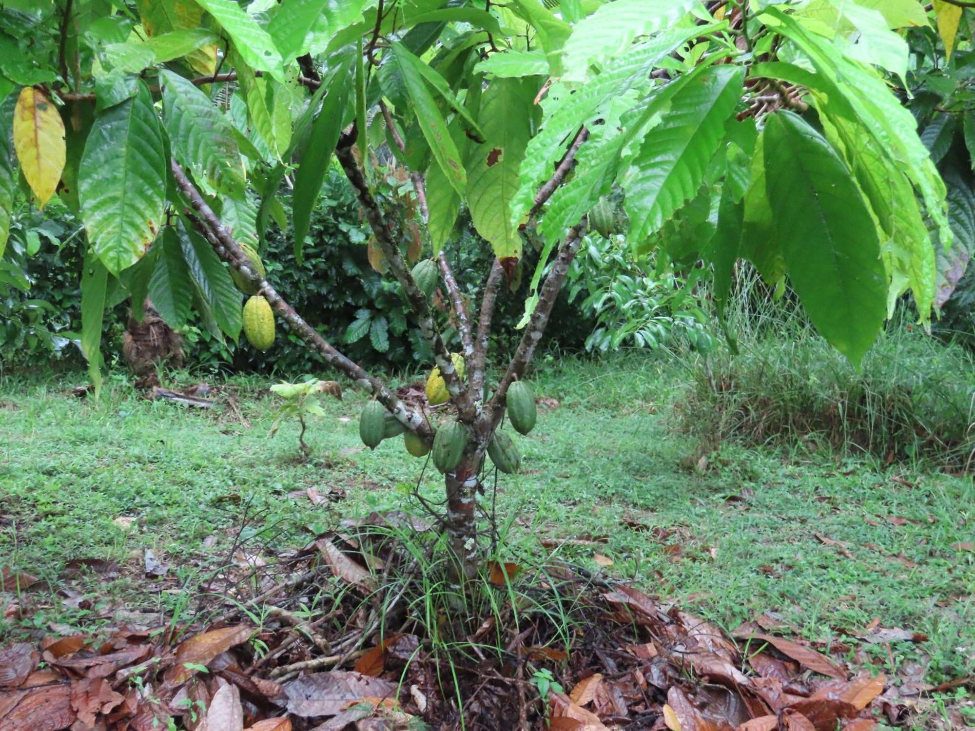 La Mariola - Finca Agroecologica El Castillo de La Concepcion Екстер'єр фото